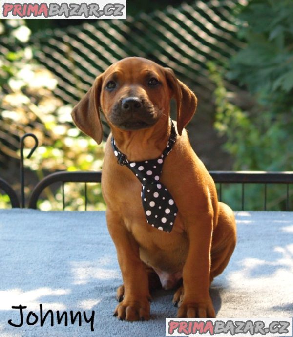 Rhodéský ridgeback s PP – fotografie 1