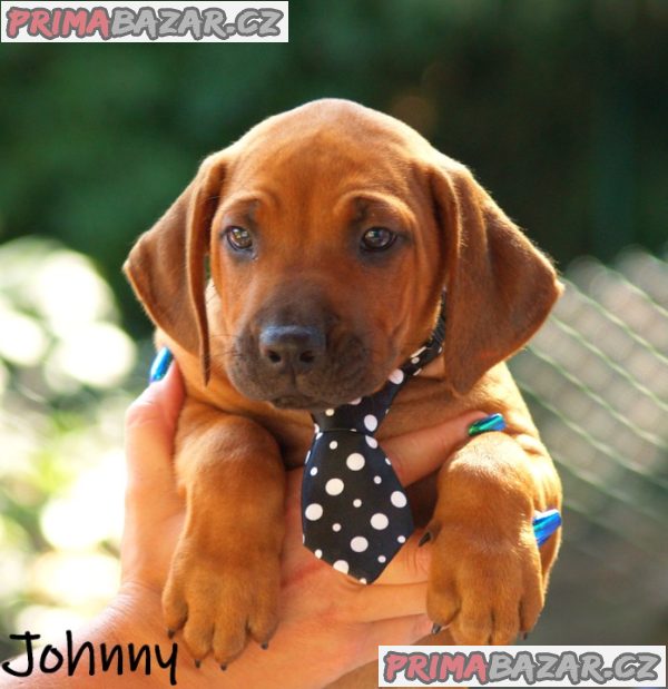 Rhodéský ridgeback s PP – fotografie 2
