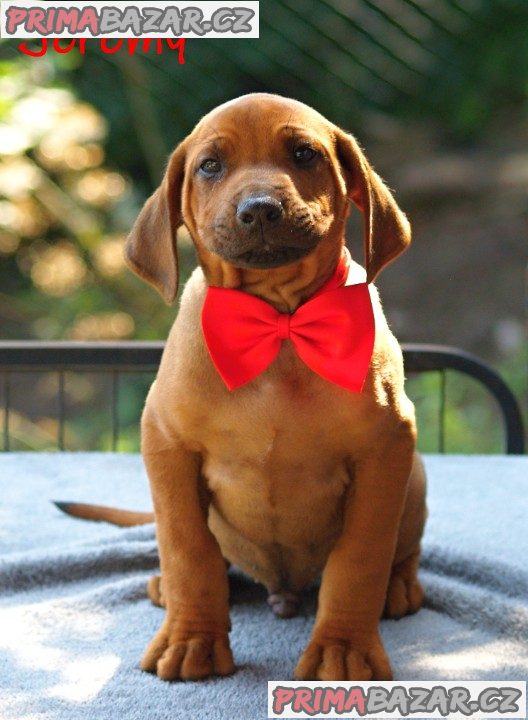 Rhodéský ridgeback s PP – fotografie 3