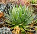 Sazenice Agave horrida subsp. horrida _Mexcalmetl_ růžice vel. ružice cca 8 cm