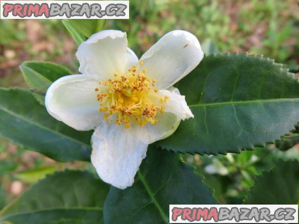Sazenice čajovník čínský velikost cca 10-15 cm – fotografie 1