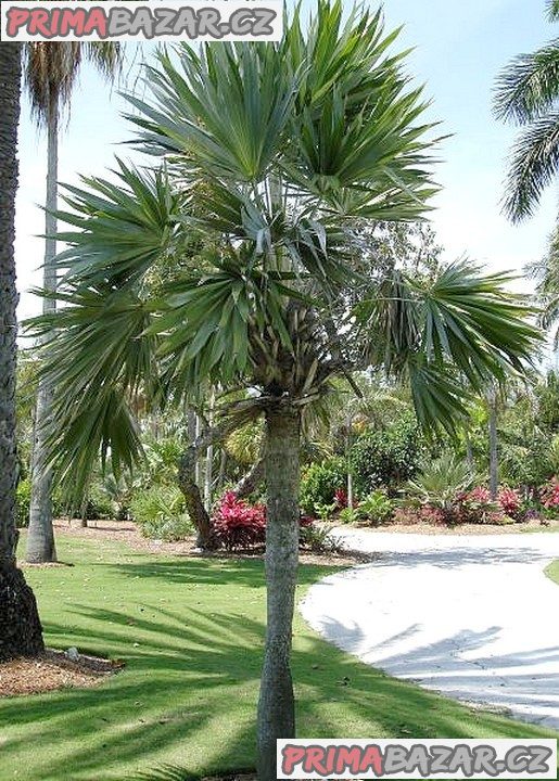 Sazenice palma Leucothrinax morrisii – fotografie 1