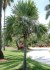 Sazenice palma Leucothrinax morrisii