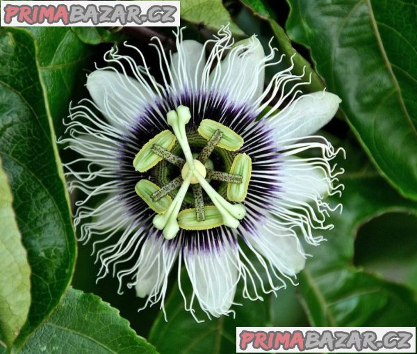 Sazenice Passiflora edulis - mučenka jedlá vel. cca 20-30 cm – fotografie 1