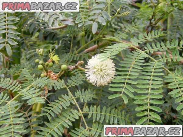 Leucaena leucocephala - Divoká mimóza Balení obsahuje 8 semen – fotografie 1
