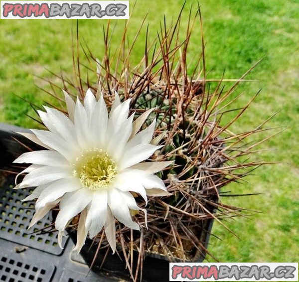 Kaktus Lobivia ferox R 209 Balení obsahuje 20 semen – fotografie 1