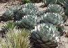 Sazenice Agave Parryi var. Parryi velikost růžice 6-8cm