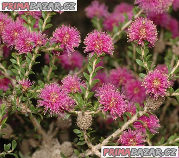 Melaleuca spathulata – Kajeput Balení obsahuje 100 semen – fotografie 1
