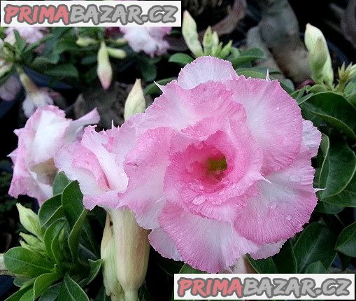 Adenium obesum _namwan_ Balení obsahuje 5 semen – fotografie 1
