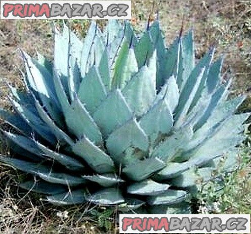Agave applanata – Maguey de Ixtle Balení obsahuje 7 semen – fotografie 1