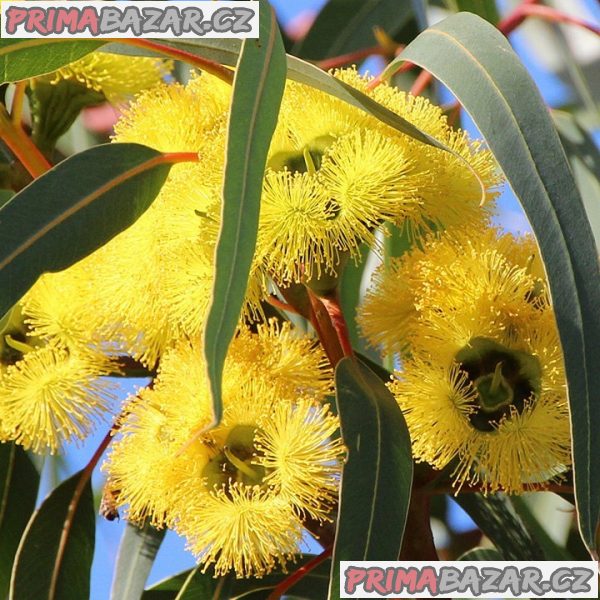 Eucalyptus stricklandii - Blahovičník Balení obsahuje 20 semen – fotografie 1