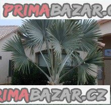sazenice palma Bismarckia nobilis – fotografie 1