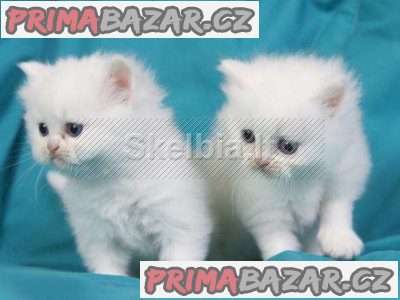 krásná perská koťátka k adopci – fotografie 1