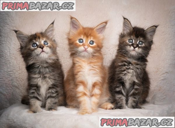 roztomilá koťátka a samice mainských mývalích koťat k adopci – fotografie 1