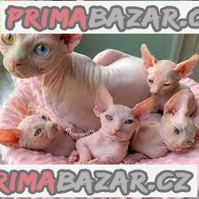 sphynx koťata k adopci. – fotografie 1