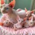 sphynx koťata k adopci.