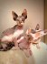 krásná koťátka sphynx k adopci