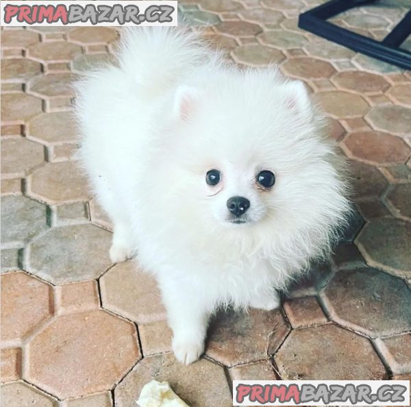 Štěňata pomeranianů – fotografie 2