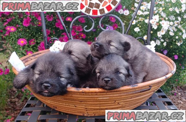 Německý špic vlčí / keeshond prodám štěnata s PP – fotografie 1