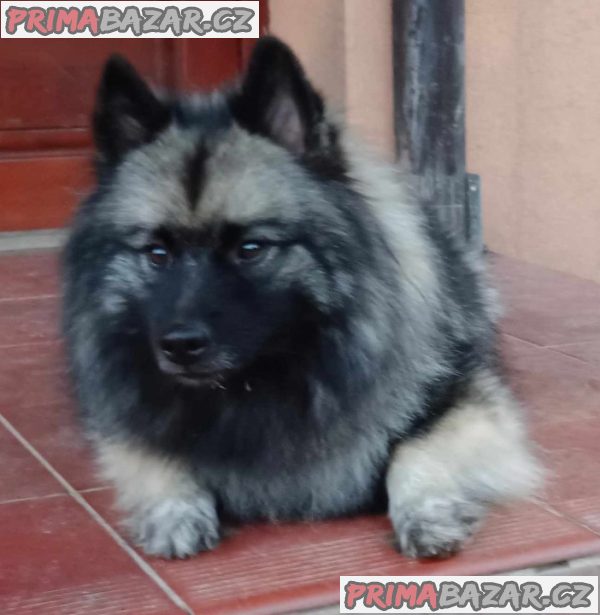 Německý špic vlčí / keeshond prodám štěnata s PP – fotografie 10