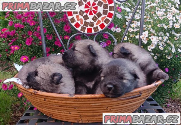 Německý špic vlčí / keeshond prodám štěnata s PP – fotografie 2