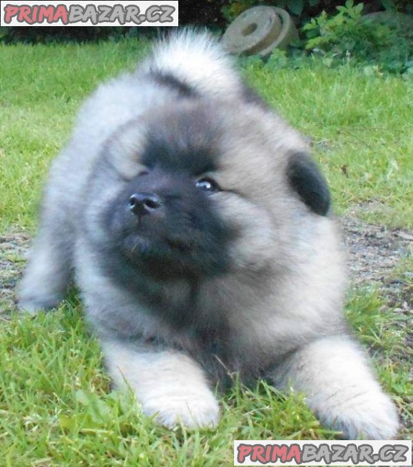 Německý špic vlčí / keeshond prodám štěnata s PP – fotografie 3
