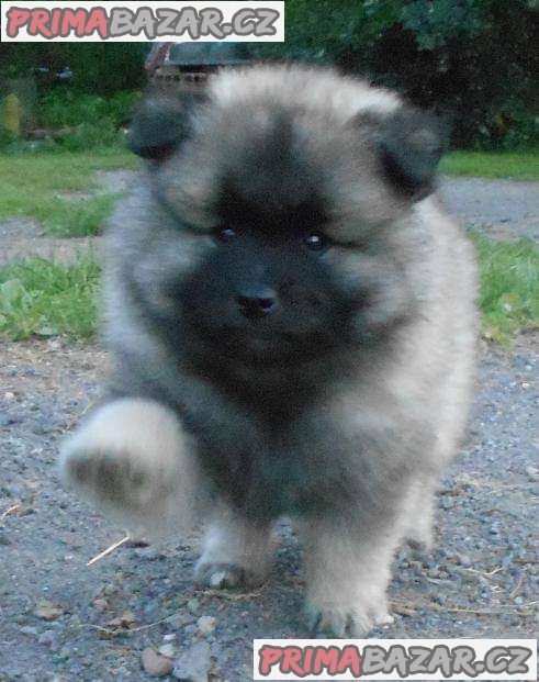 Německý špic vlčí / keeshond prodám štěnata s PP – fotografie 4