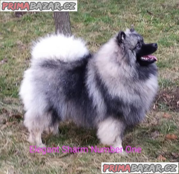 Německý špic vlčí / keeshond prodám štěnata s PP – fotografie 6