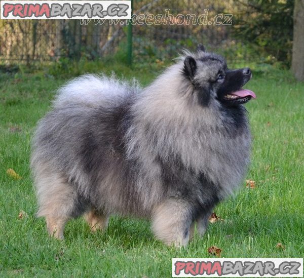 Německý špic vlčí / keeshond prodám štěnata s PP – fotografie 7