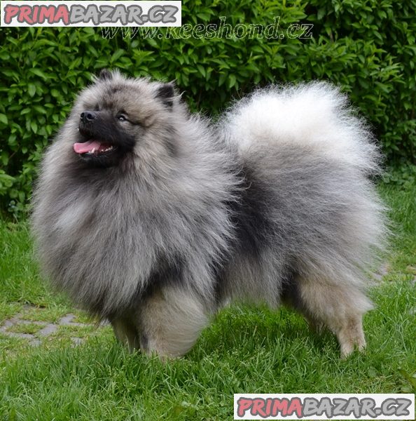 Německý špic vlčí / keeshond prodám štěnata s PP – fotografie 8