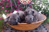 Německý špic vlčí / keeshond prodám štěnata s PP
