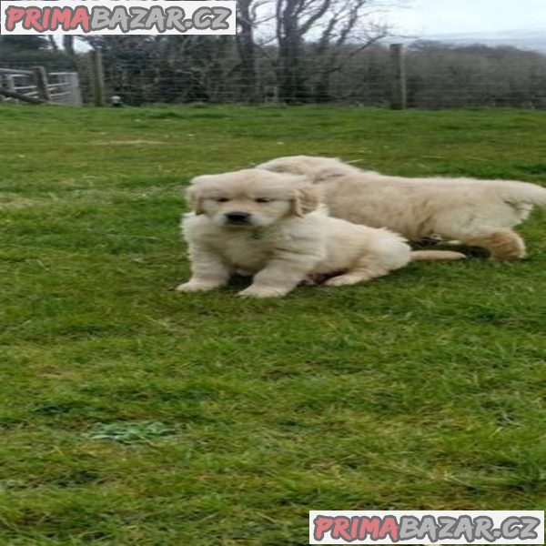 5 Generation Pedigree Golden Retrievers Puppies – fotografie 1
