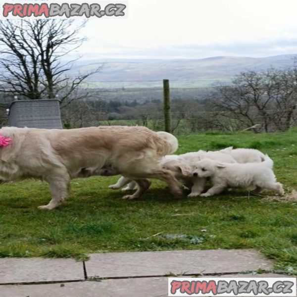 5 Generation Pedigree Golden Retrievers Puppies – fotografie 2