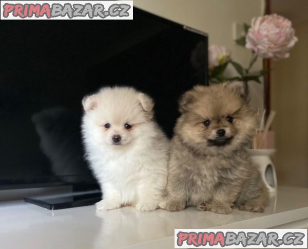 STUNNING POMERANIAN PUPPIES – fotografie 1