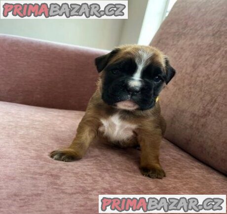 Stunning litter of KC boxer puppies – fotografie 1