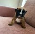 Stunning litter of KC boxer puppies