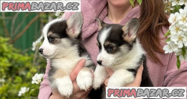 Pembroke Welsh Corgi puppies – fotografie 1