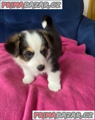 Pembroke Welsh Corgi puppies – fotografie 2