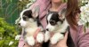 Pembroke Welsh Corgi puppies