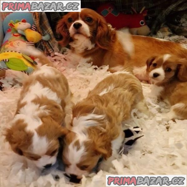 Delightful Cavalier King Charles Spaniel puppies – fotografie 1