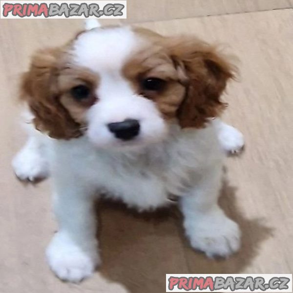 Delightful Cavalier King Charles Spaniel puppies – fotografie 2