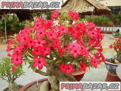 10 ks Sazenice Adenium Obesum vel. 4-5 cm – fotografie 1