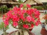 10 ks Sazenice Adenium Obesum vel. 4-5 cm