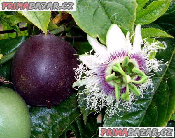 Sazenice Passiflora edulis - mučenka jedlá vel. cca 20-30 cm – fotografie 1