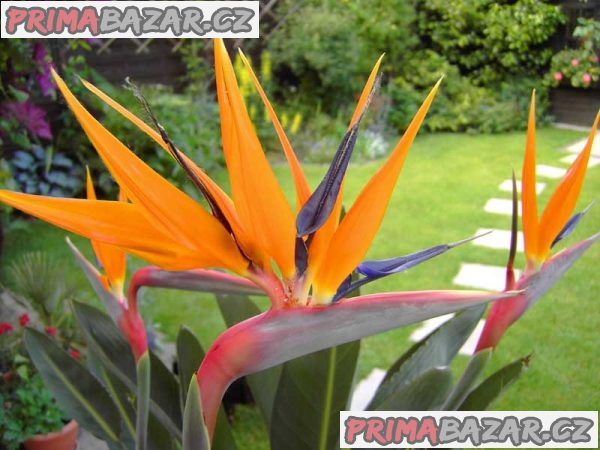Sazenice Strelitzia reginae vel. cca 8-10 cm – fotografie 1