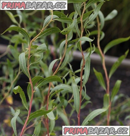 10 x Řízky vrba kroucená (Salix erythroflexuosa) – fotografie 1
