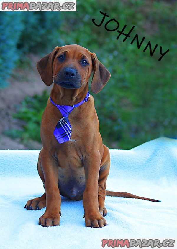 Rhodéský ridgeback s PP – fotografie 1