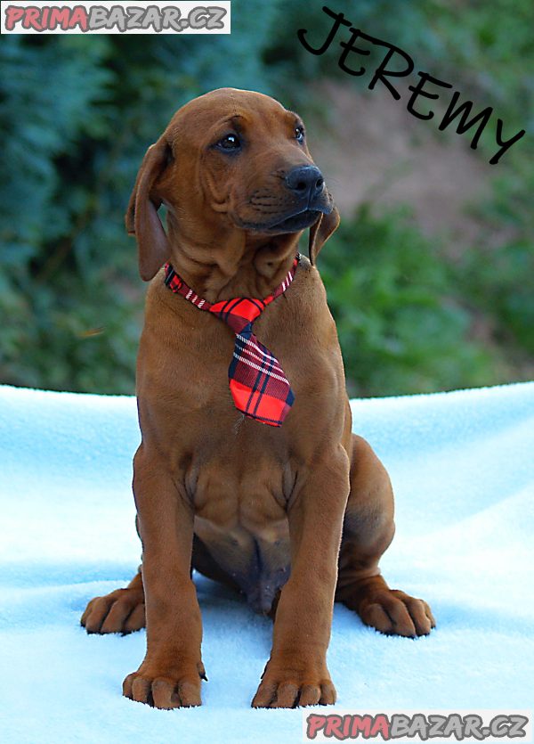 Rhodéský ridgeback s PP – fotografie 3