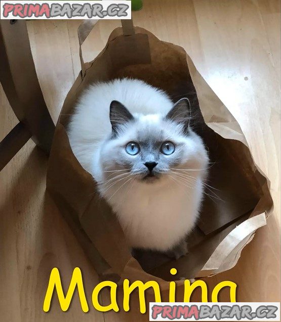 Koťátka ragdoll – fotografie 2