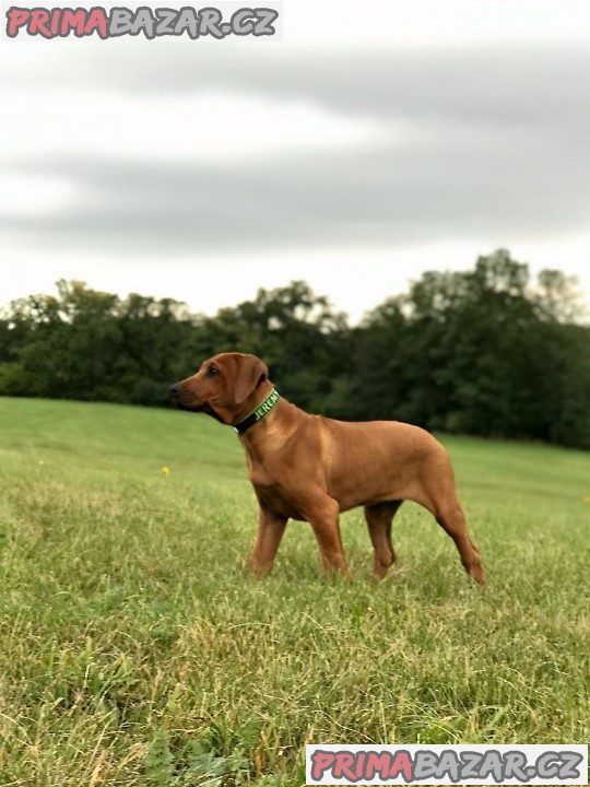 Rhodéský ridgeback s PP – fotografie 2